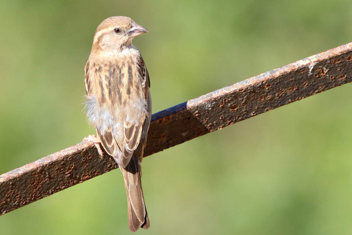 House Sparrow - Aitor Ormaetxea