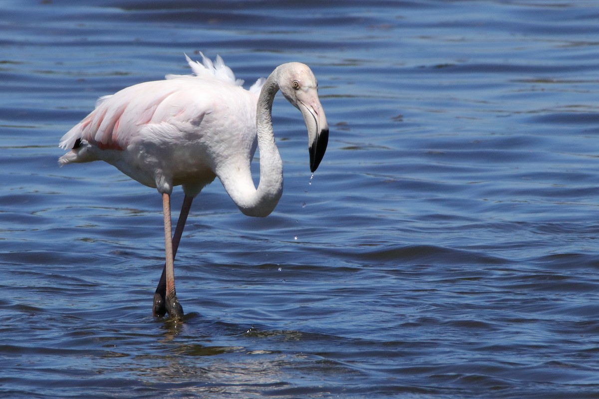 Greater Flamingo - ML511265781