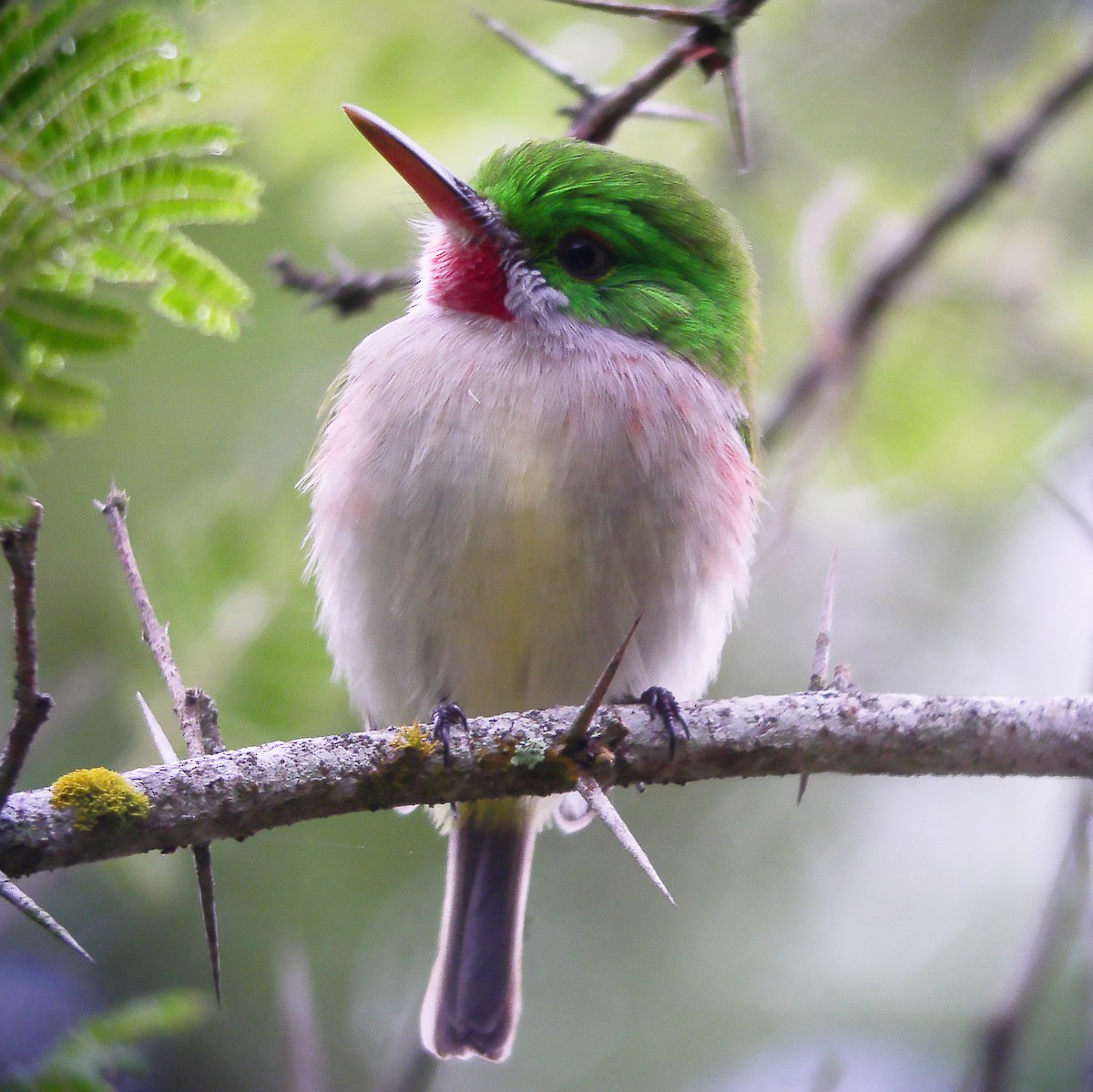 Narrow-billed Tody - ML511266111