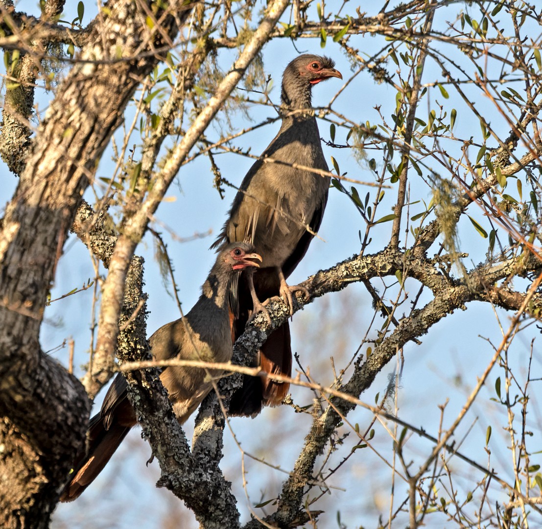 Chachalaca Charata - ML511267701