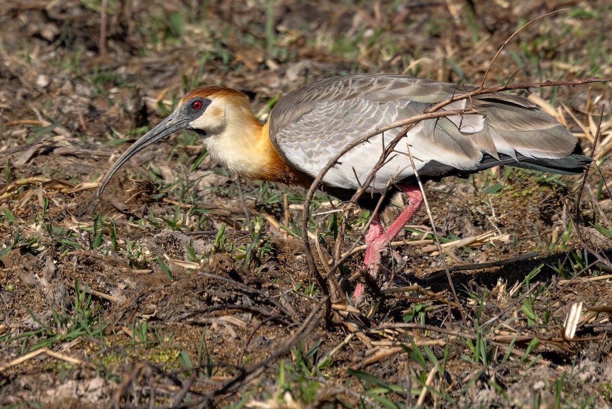 Buff-necked Ibis - ML511267761