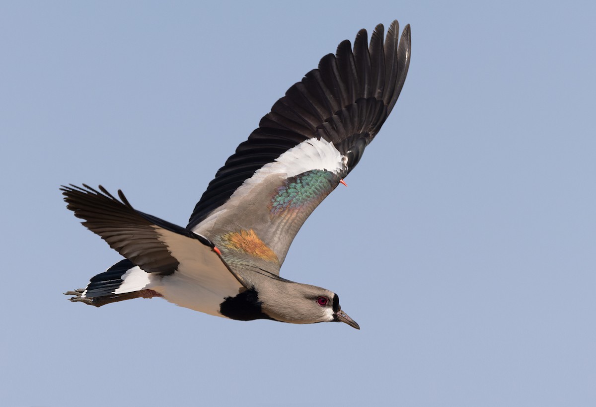 Southern Lapwing - ML511267791