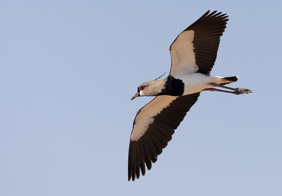 Southern Lapwing - Lars Petersson | My World of Bird Photography