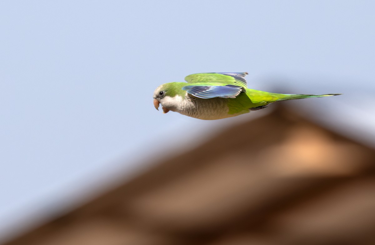 Monk Parakeet - ML511267861