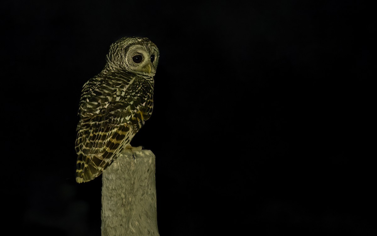 Chaco Owl - ML511269951