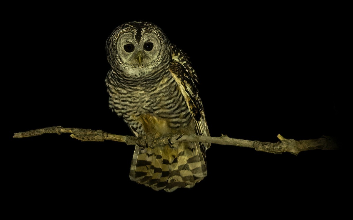 Chaco Owl - ML511269971