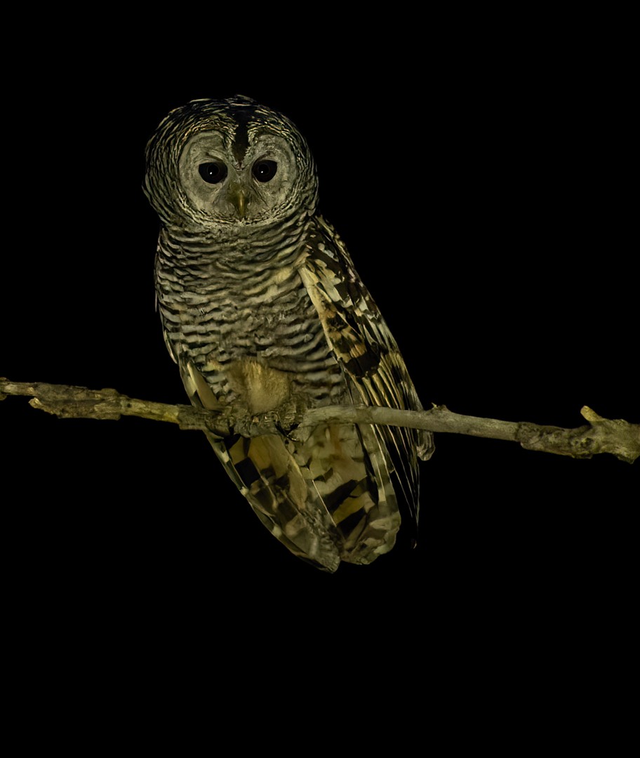 Chaco Owl - ML511269981