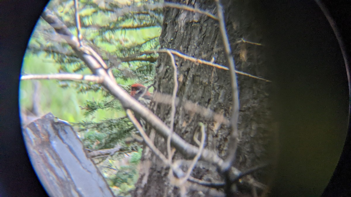 Red-naped Sapsucker - ML511274371