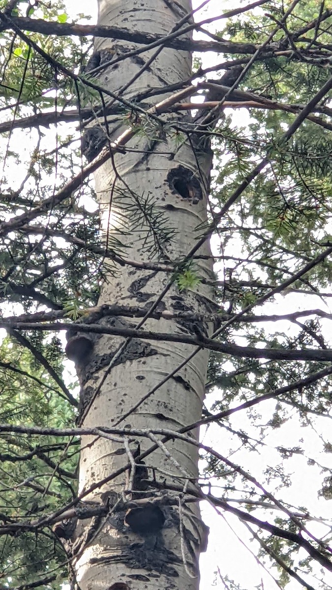 Red-naped Sapsucker - ML511274441