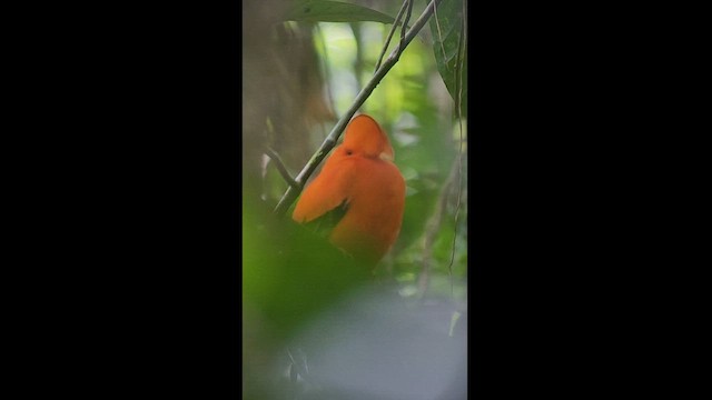 Guianan Cock-of-the-rock - ML511274471