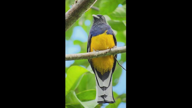 trogon zelenohřbetý - ML511274561