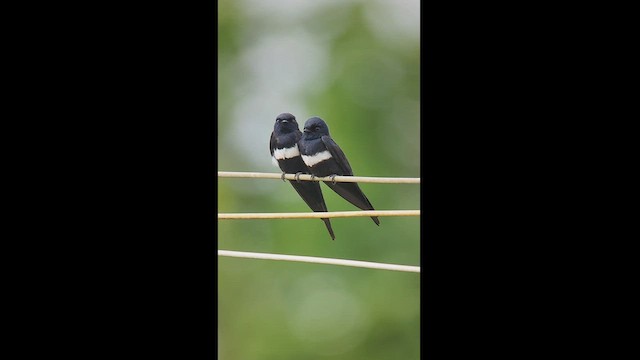 Golondrina Fajiblanca - ML511275111