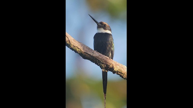 Jacamar à longue queue - ML511275611