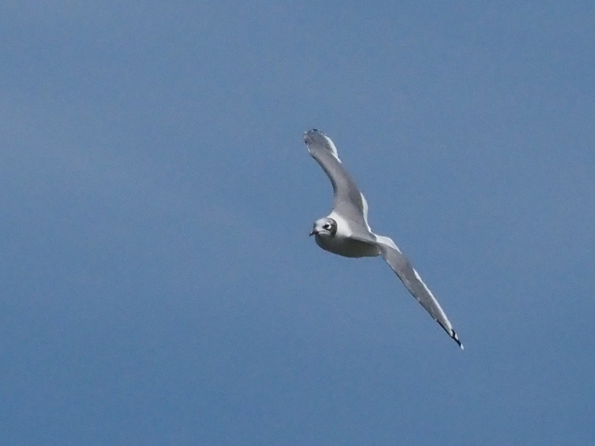 Franklin's Gull - Dorlisa Robinson