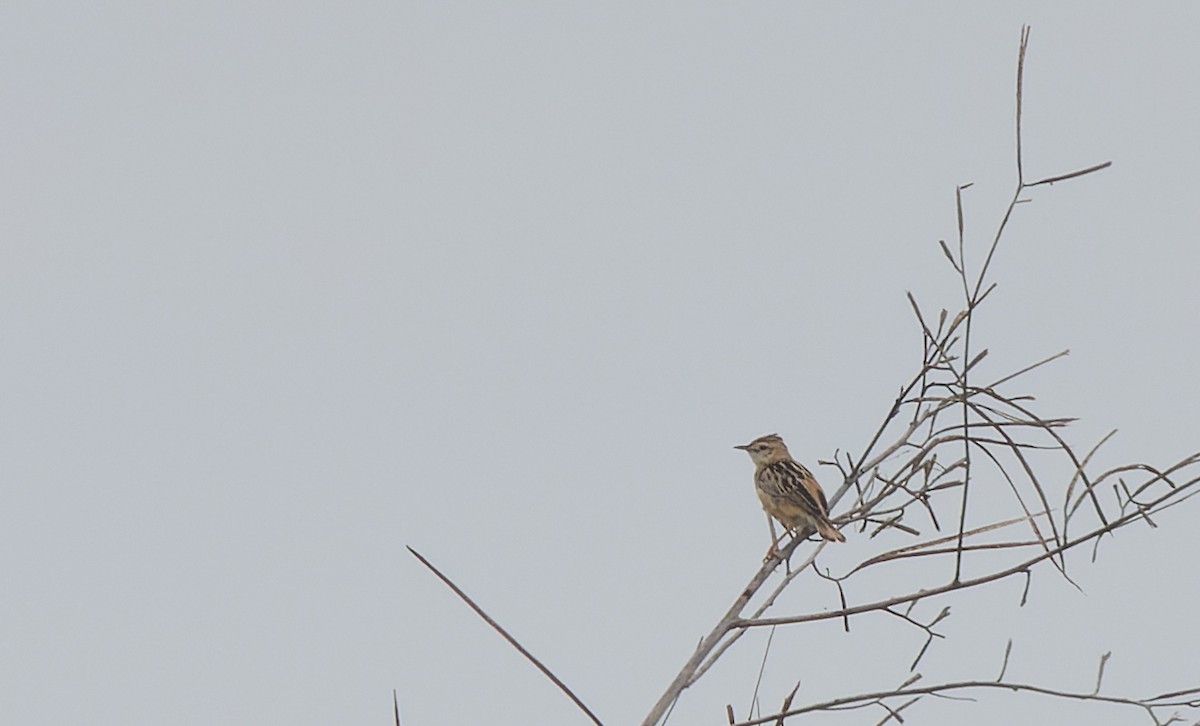 Zitting Cisticola - ML511277031