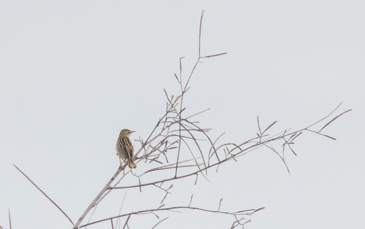 Zitting Cisticola - ML511277141