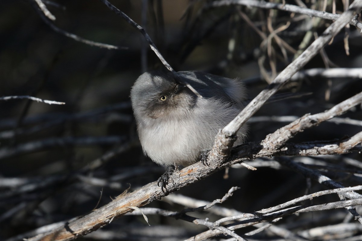 Bushtit - ML511277851