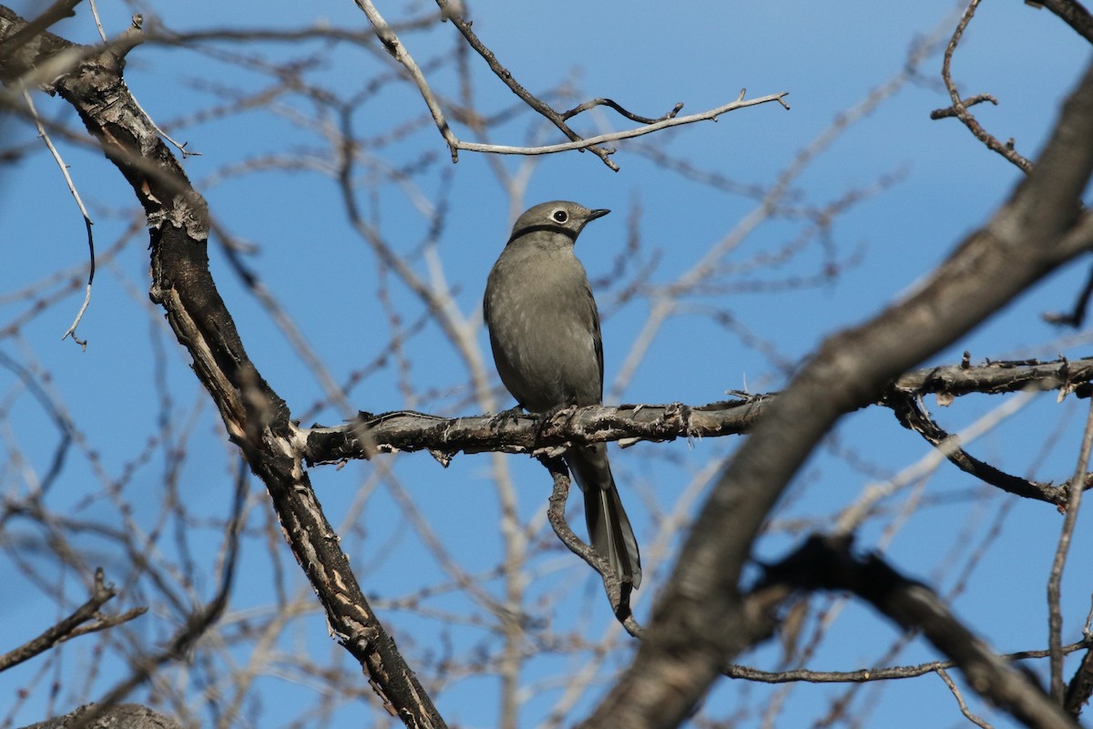 Townsend's Solitaire - ML511277891