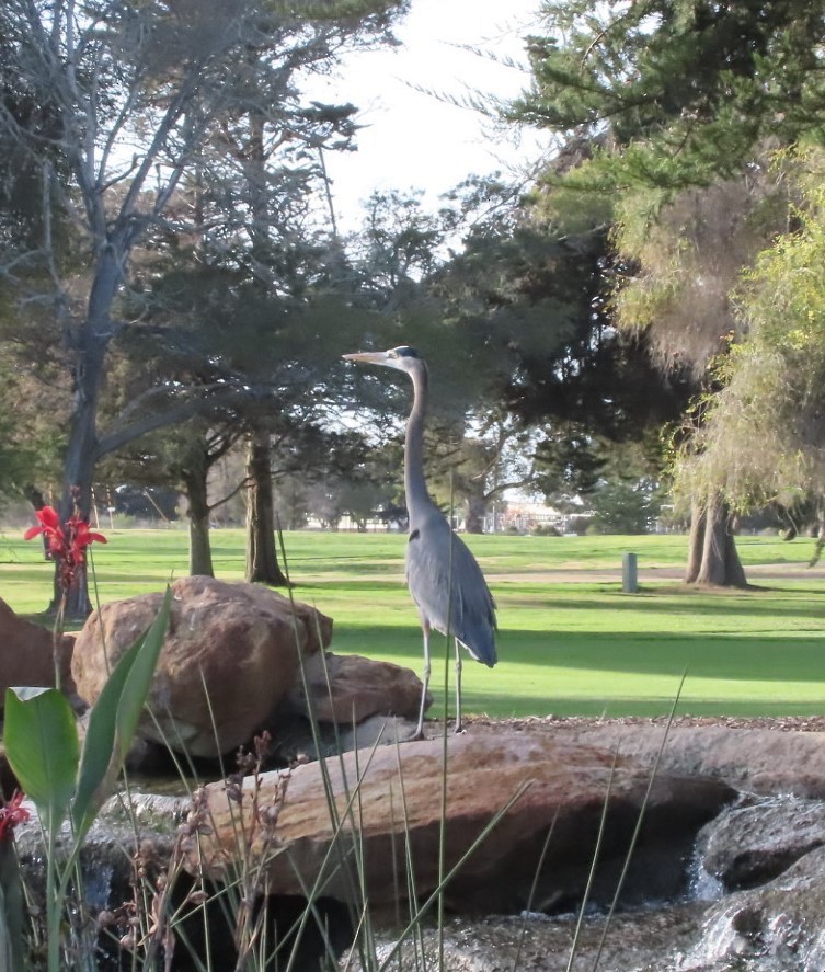 Great Blue Heron - ML511281061