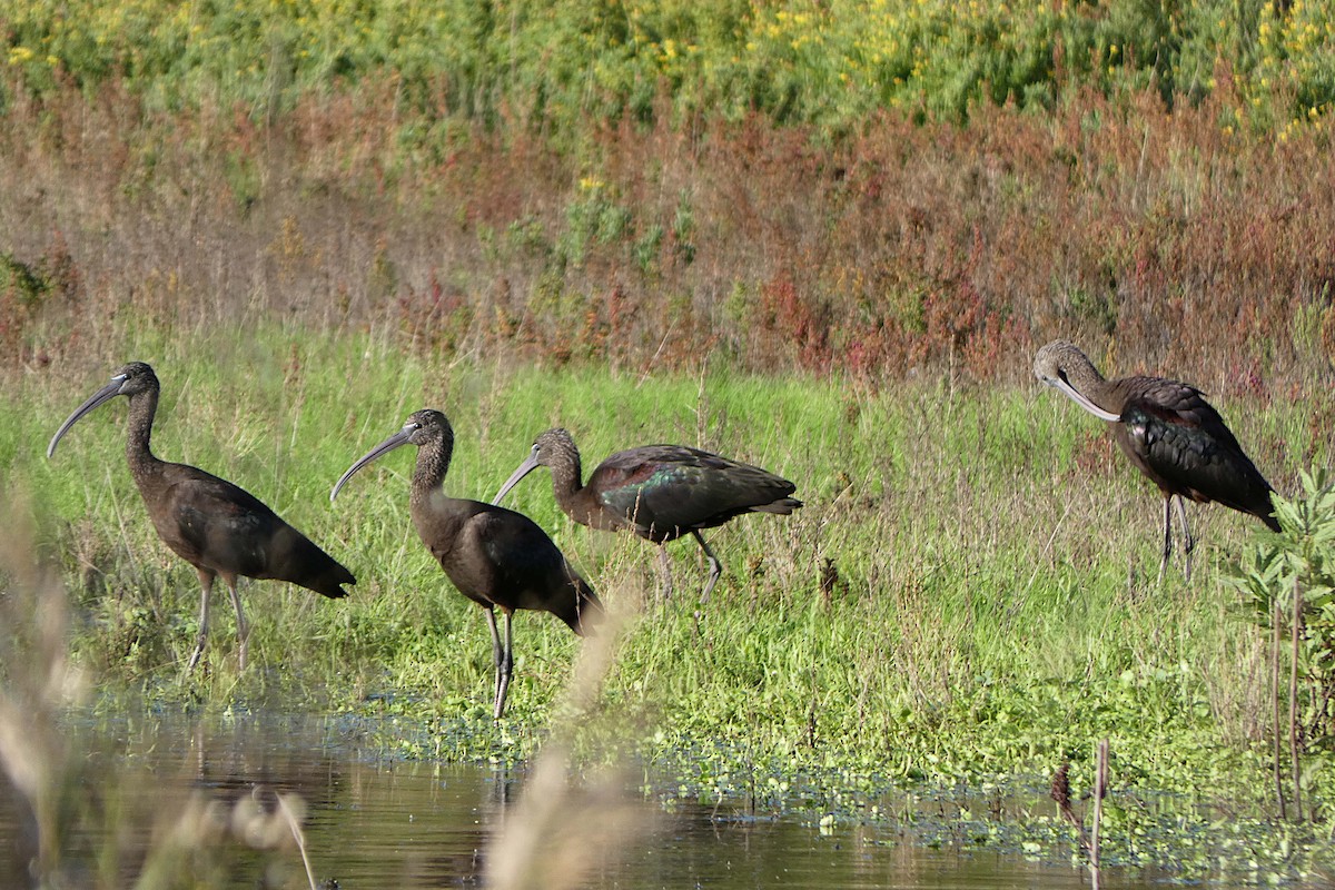 Glossy Ibis - Petra Jensen