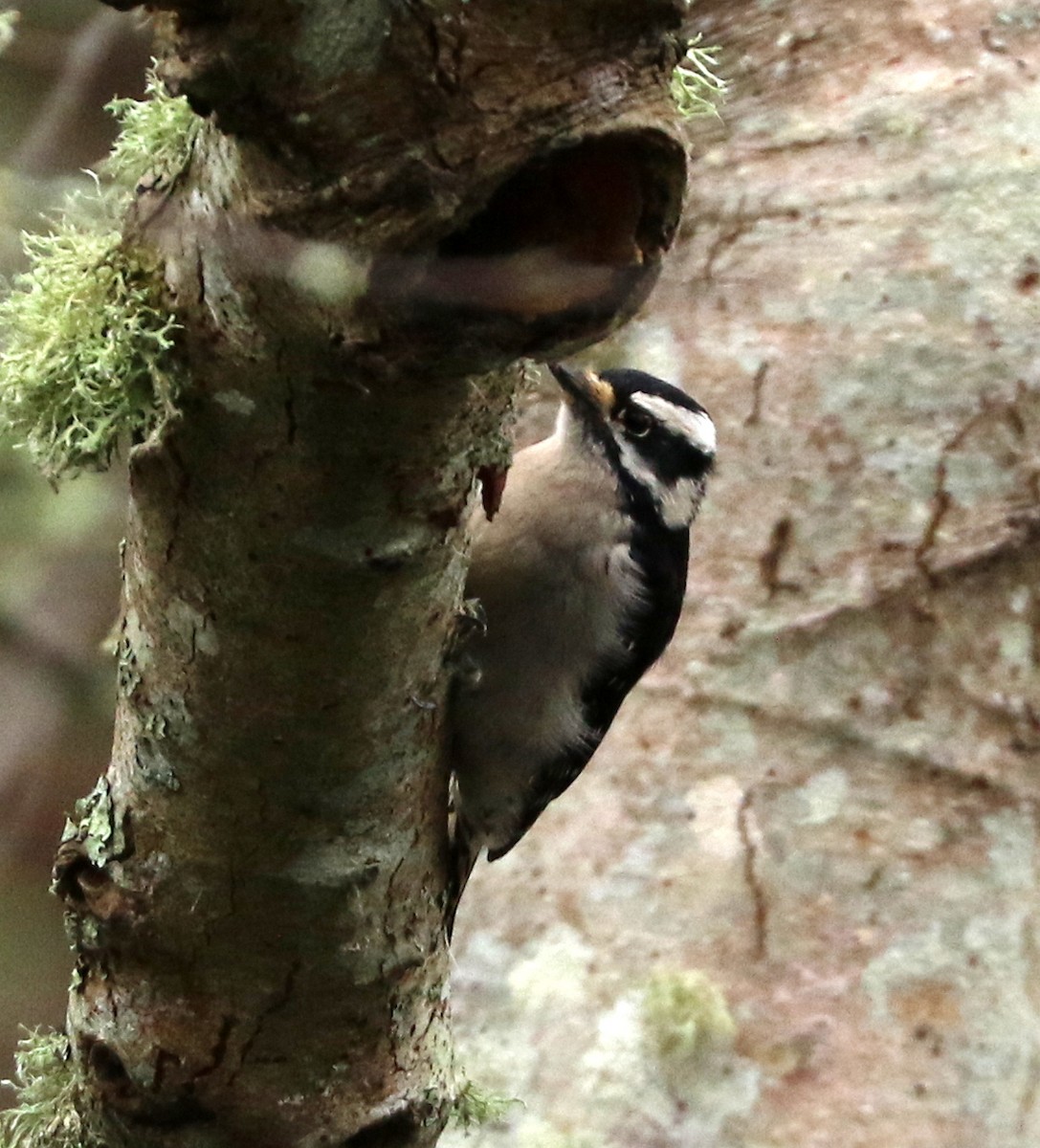 Downy Woodpecker (Pacific) - ML511281471