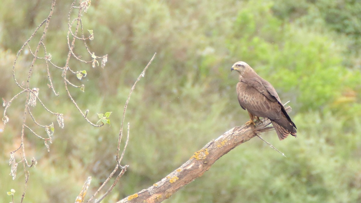 Black Kite - ML511283461