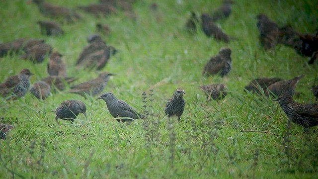 Spotless Starling - ML511283471