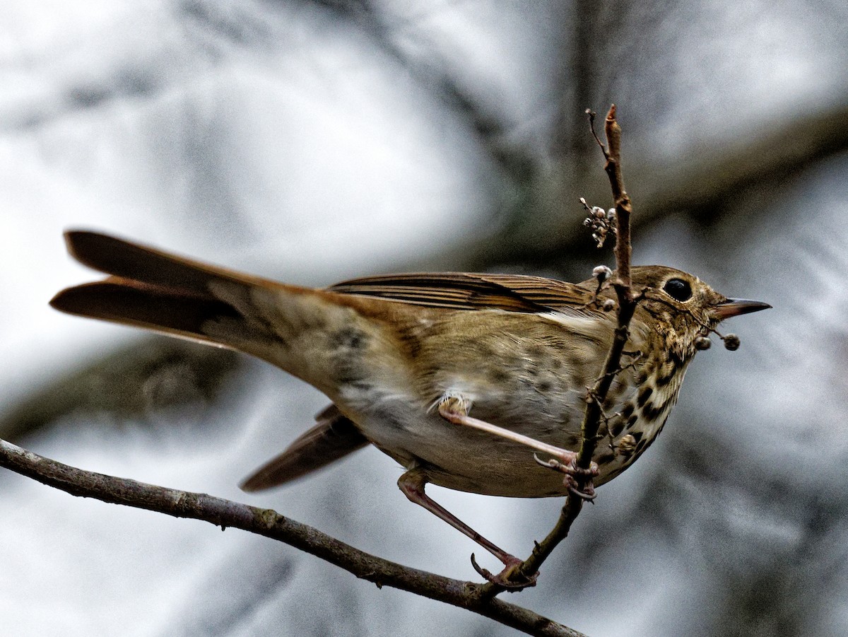 Hermit Thrush - ML511283961