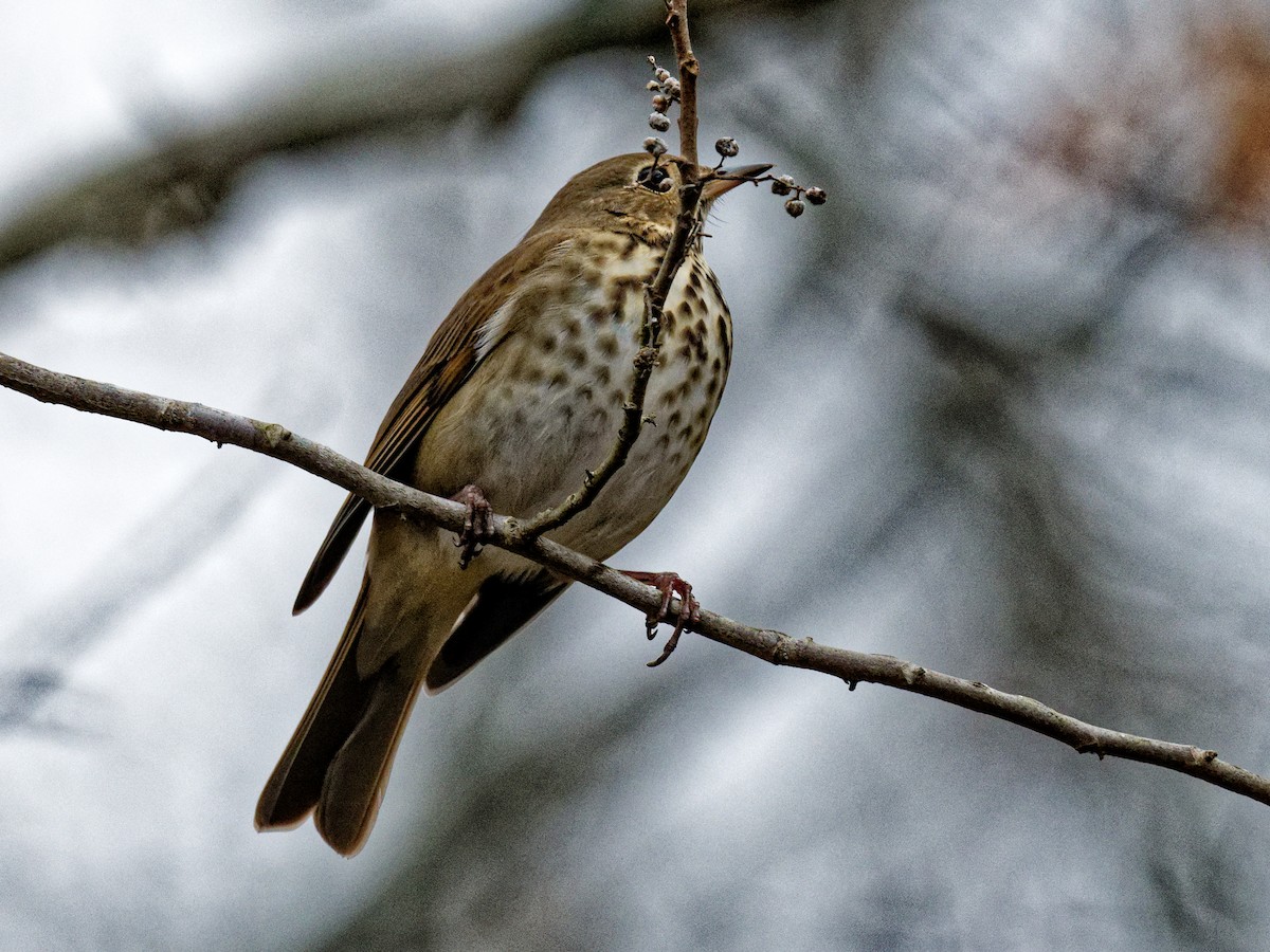 Hermit Thrush - ML511283971