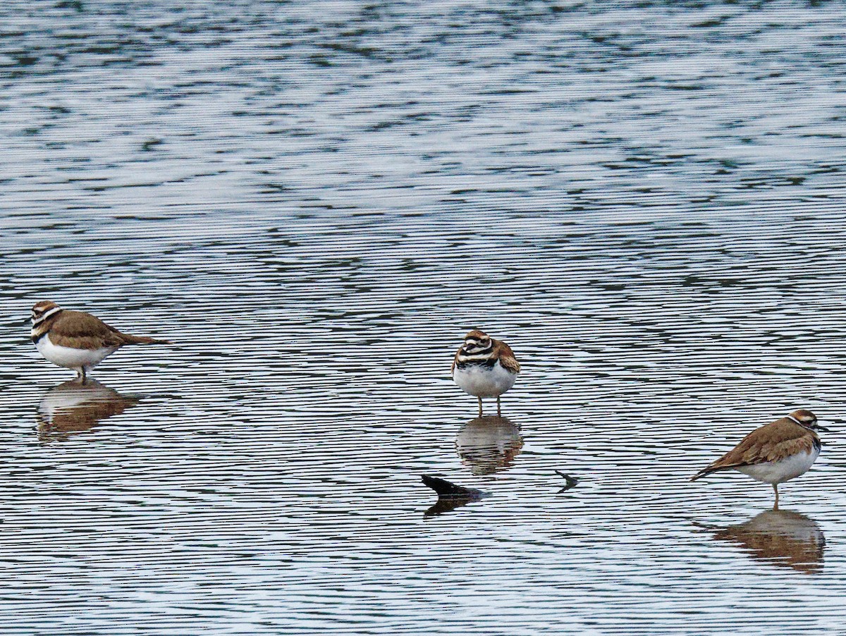 Killdeer - ML511284301