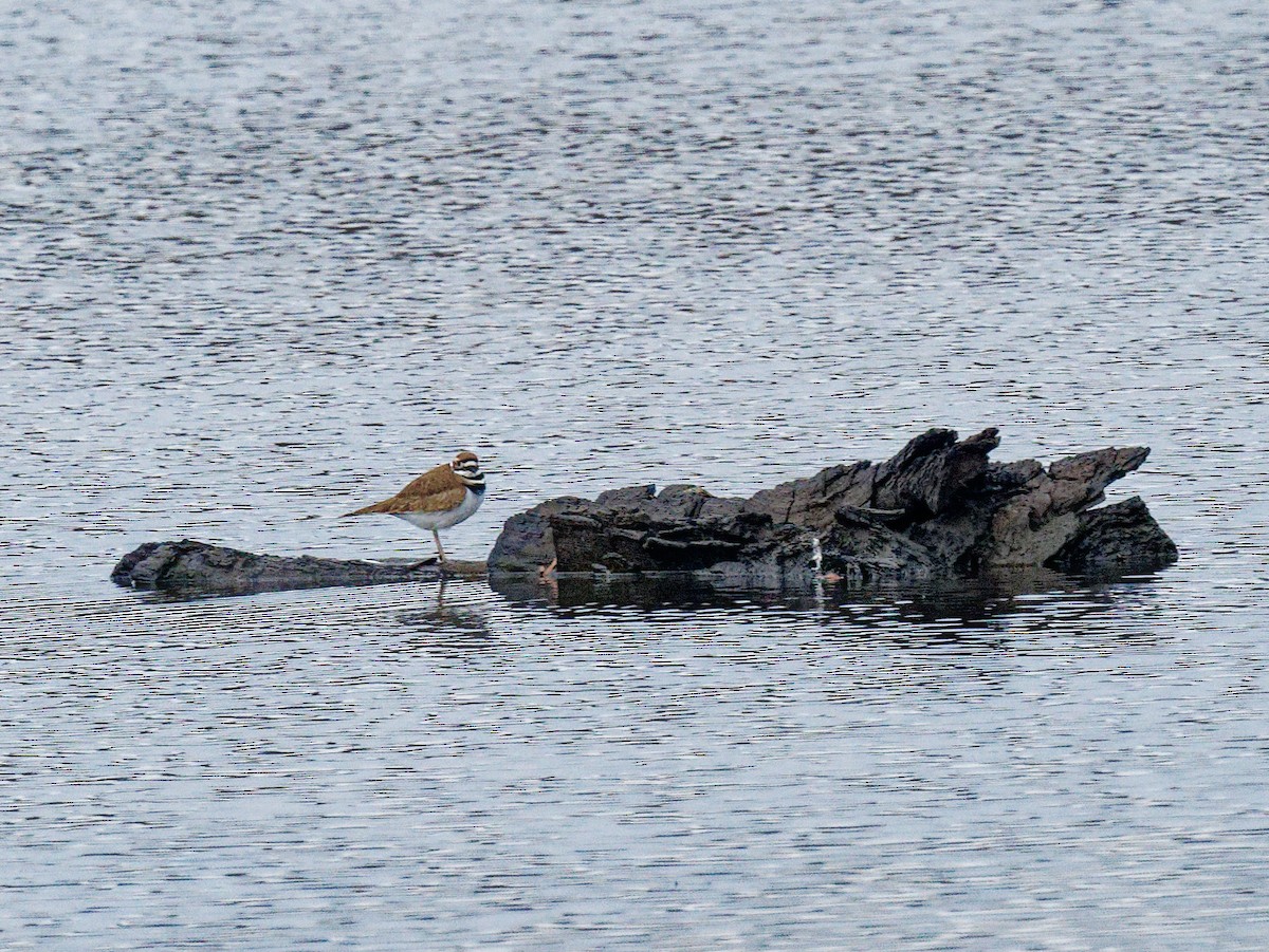 Killdeer - ML511284311