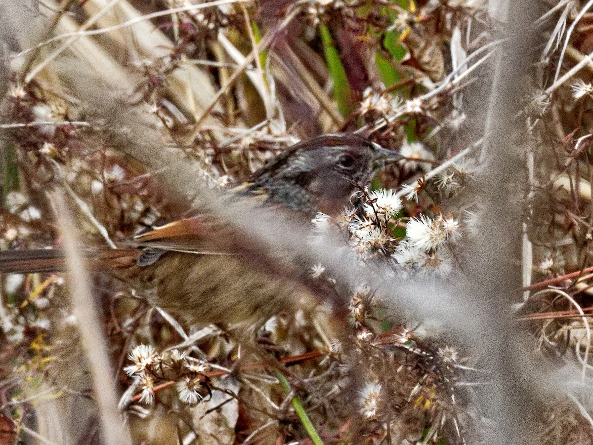 Swamp Sparrow - ML511284431