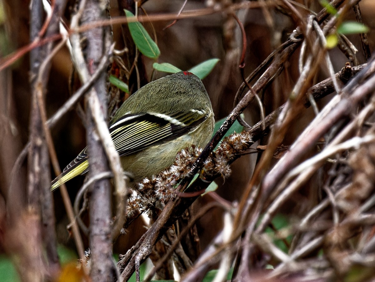 Ruby-crowned Kinglet - ML511284531