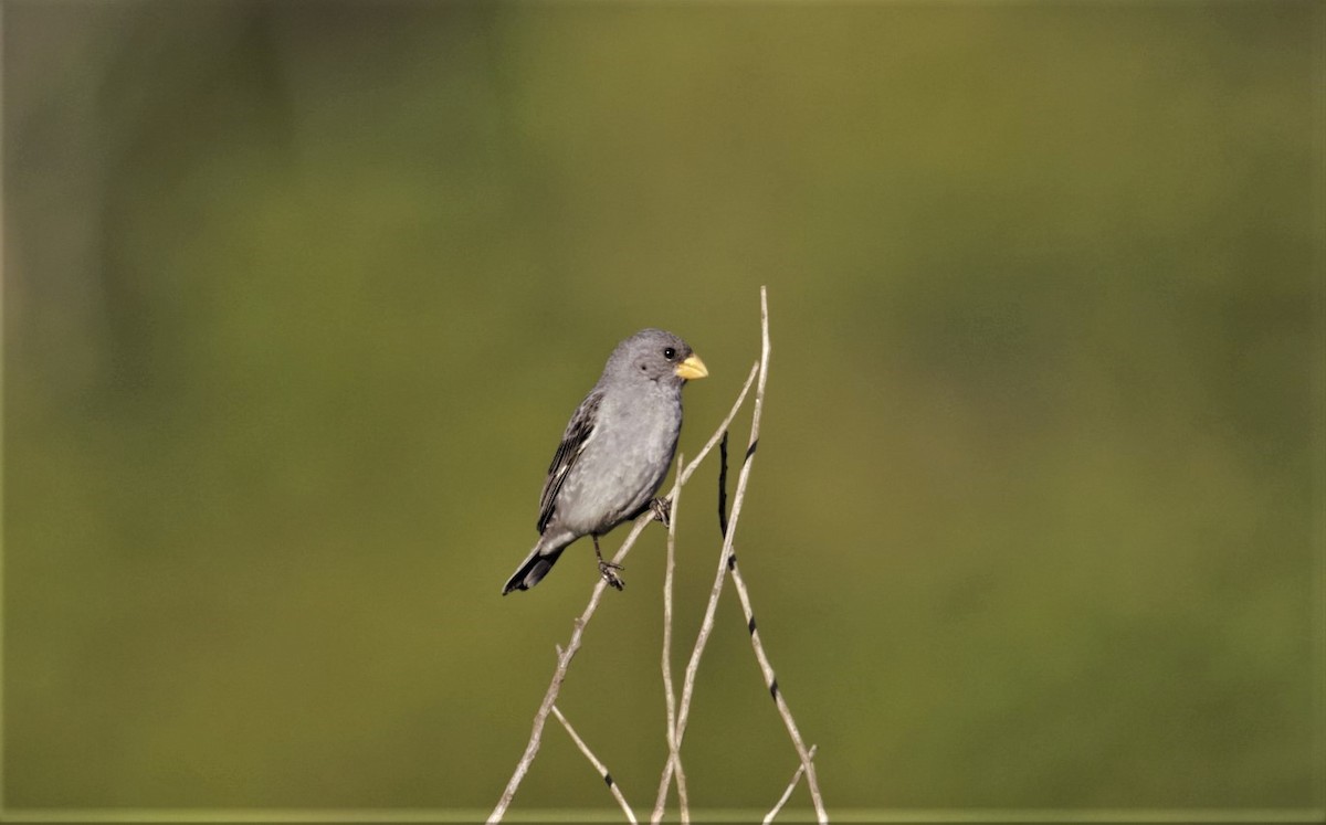 Tropeiro Seedeater - Roberto Botelho