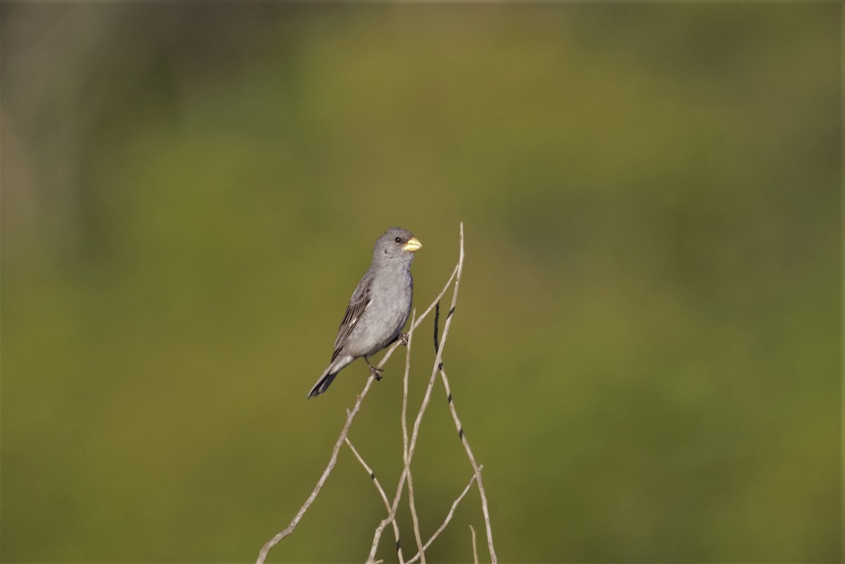 Tropeiro Seedeater - Roberto Botelho