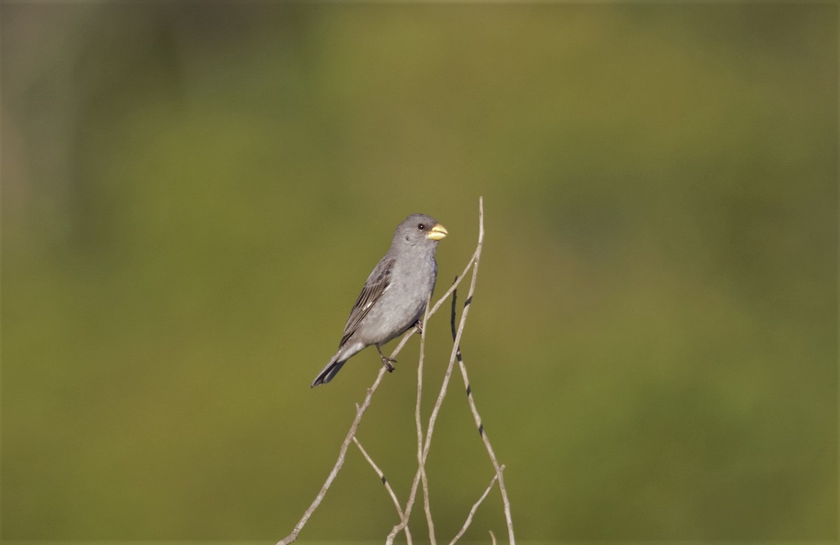 Tropeiro Seedeater - Roberto Botelho