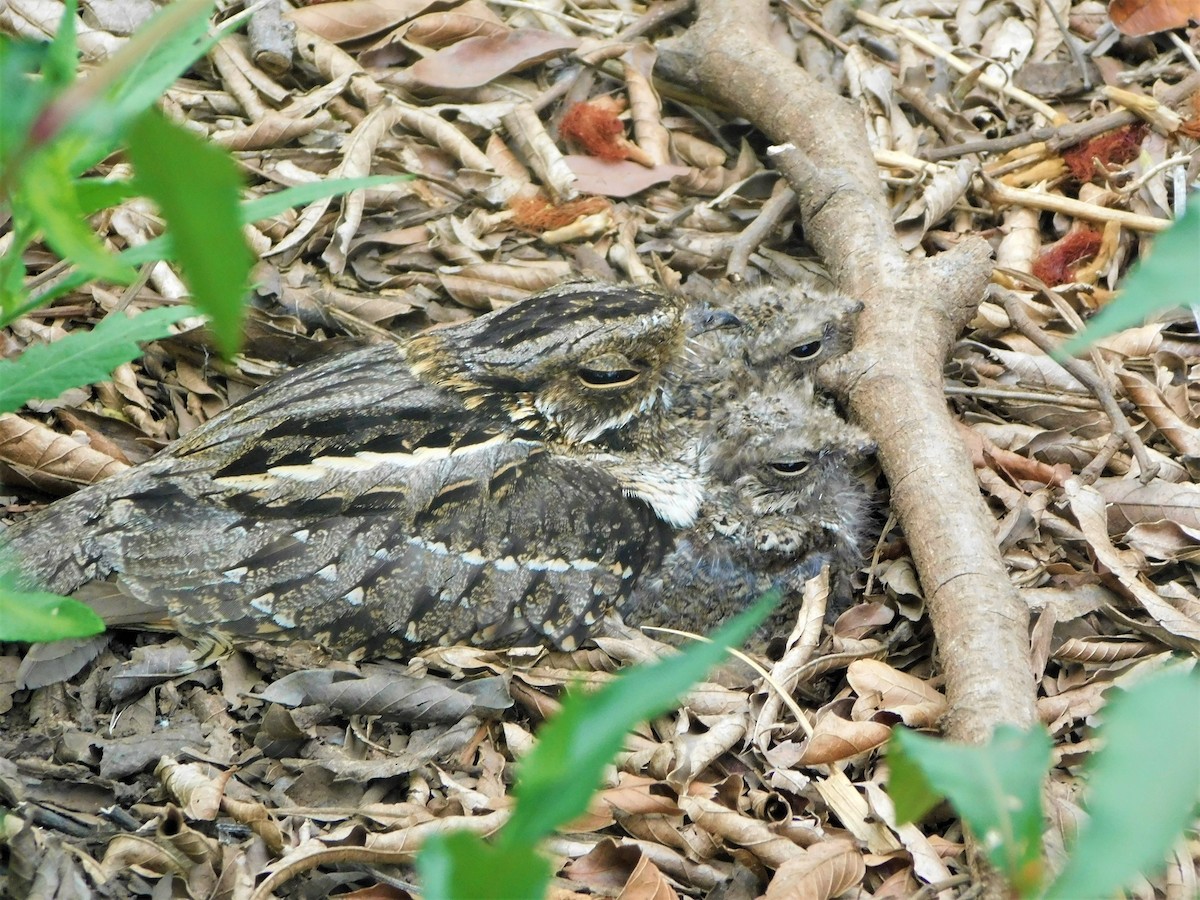 Scissor-tailed Nightjar - ML511285421