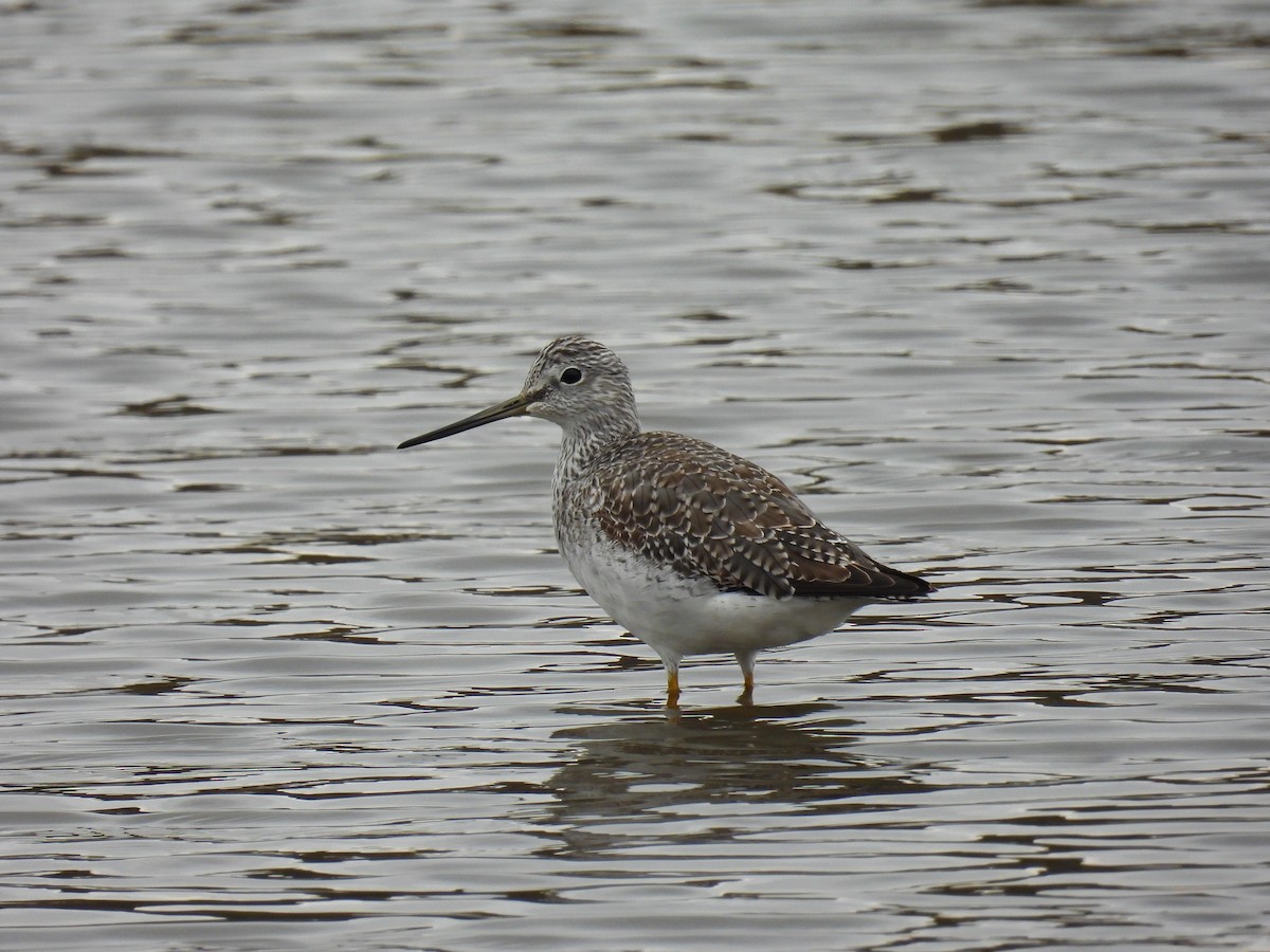 Greater Yellowlegs - ML511286611