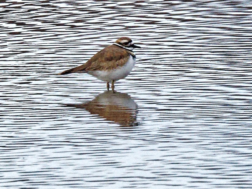 Killdeer - ML511286851