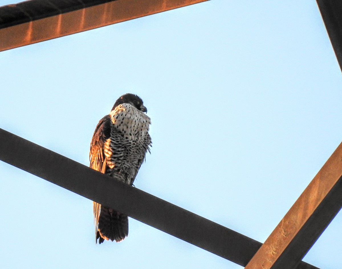 Эгэл шонхор - ML511287211