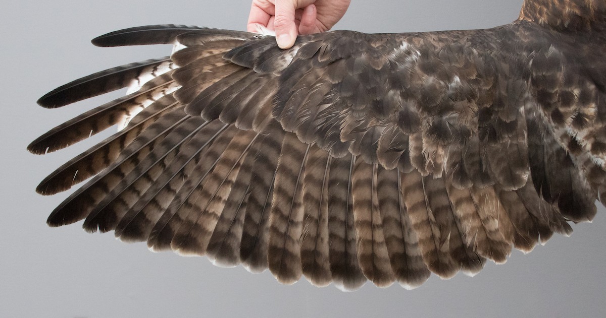 Red-tailed Hawk (borealis) - Nicole Richardson