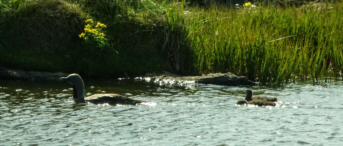 Red-throated Loon - ML511289221