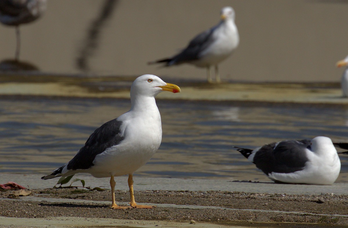 Gaviota de Cortés - ML51129111