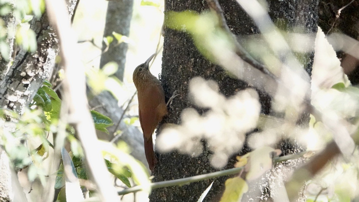 Black-banded Woodcreeper - Wink Gross