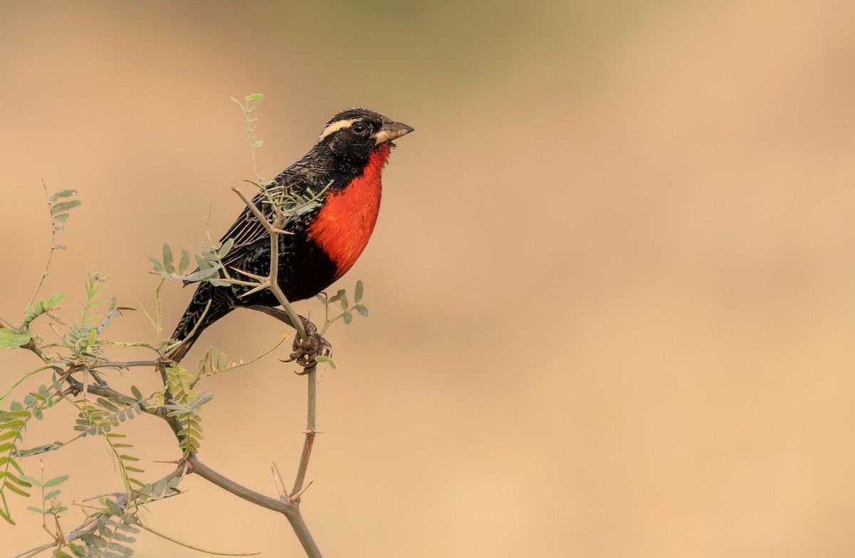 White-browed Meadowlark - ML511292771