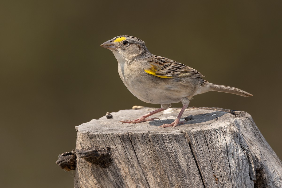 Grassland Sparrow - ML511292831