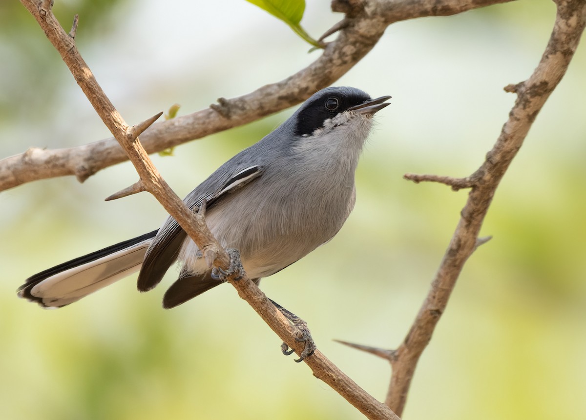 Masked Gnatcatcher - ML511292921