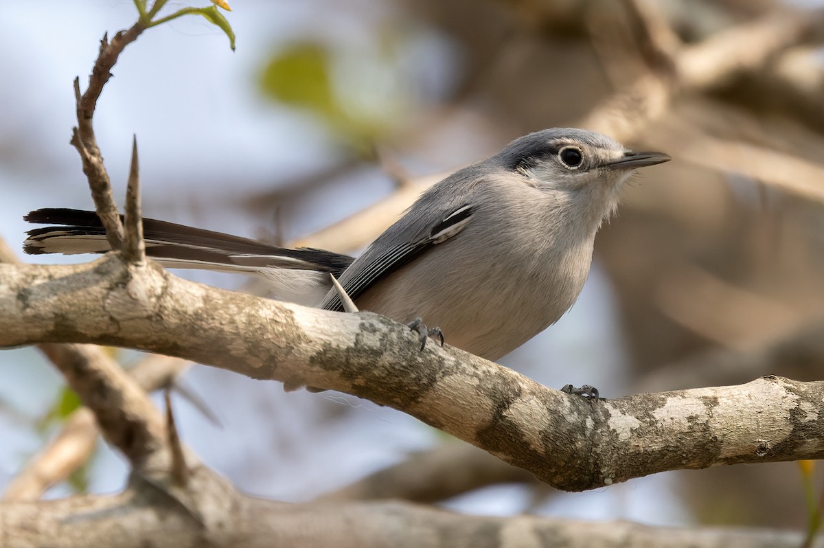 Masked Gnatcatcher - ML511292941