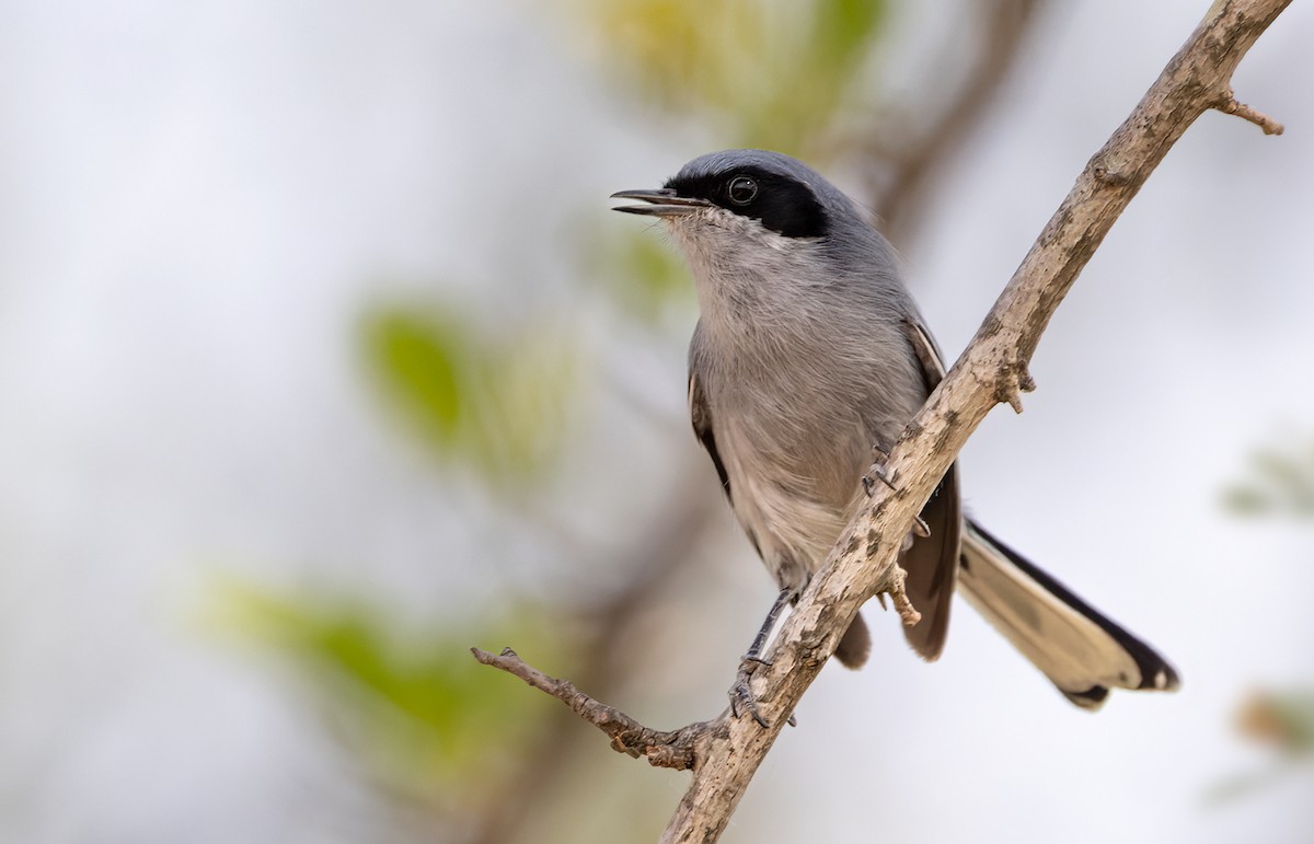 Masked Gnatcatcher - ML511292951