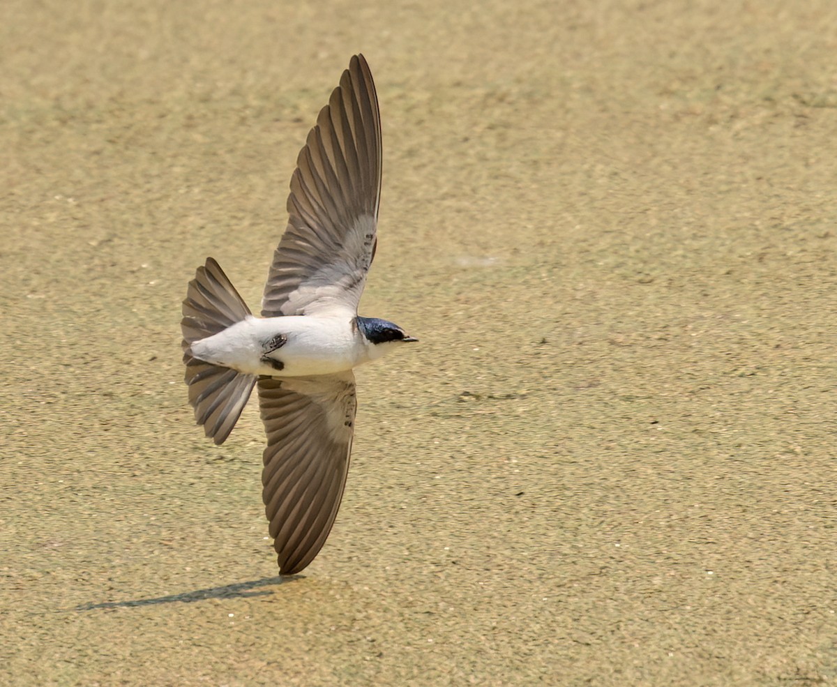 White-rumped Swallow - Lars Petersson | My World of Bird Photography